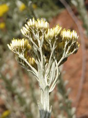 Helichrysum callicomum