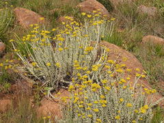 Helichrysum callicomum