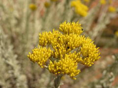 Helichrysum callicomum