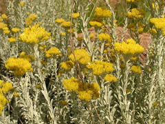 Helichrysum callicomum