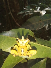 Epicadus heterogaster