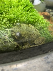 Theloderma corticale