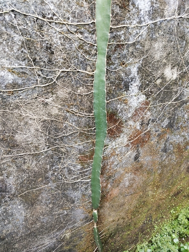 Selenicereus undatus