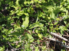 Polygonatum biflorum