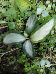 Goeppertia picturata