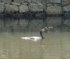 Hypostomus
