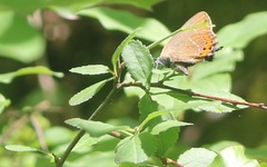 Satyrium pruni