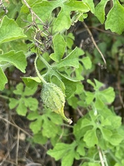 Momordica charantia image