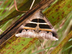 Grammodes exclusiva