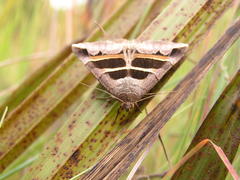 Grammodes exclusiva