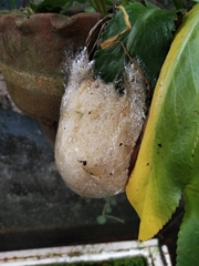 Polypedates leucomystax