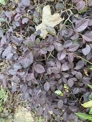 Loropetalum