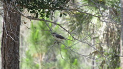 Mimus polyglottos image