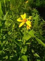 Verbesina helianthoides