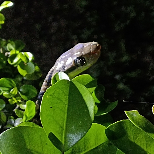 Eyed Cat Snake