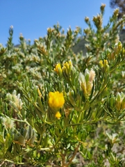 Genista linifolia