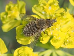 Conophorus virescens