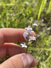 Lobelia appendiculata