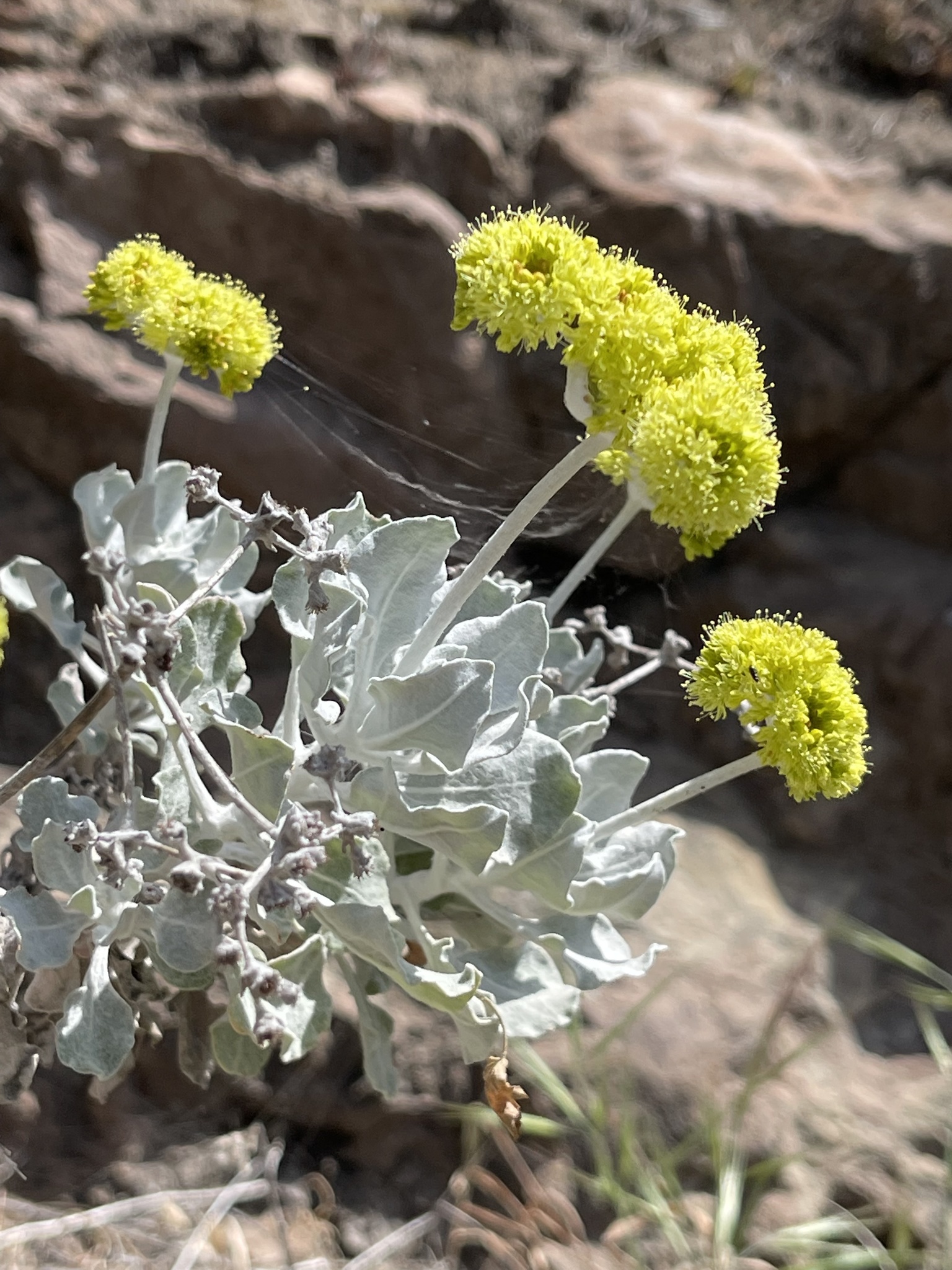 Eriogonum crocatum