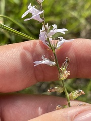 Lobelia appendiculata