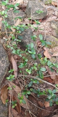 Alyxia sinensis