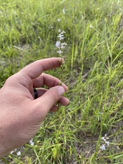 Lobelia appendiculata