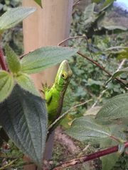 Anolis apollinaris