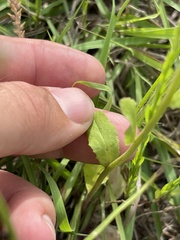 Lobelia appendiculata