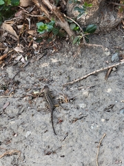 Sceloporus occidentalis