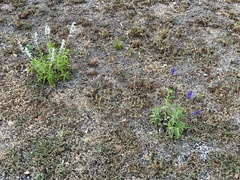 Salvia farinacea