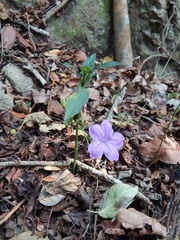 Ruellia breedlovei