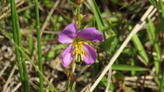 Rhexia cubensis