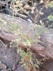 Pseudoconyza