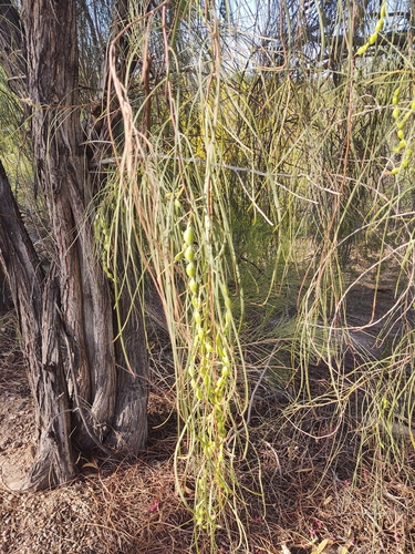 Acacia stenophylla