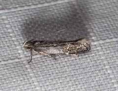 Aproaerema simplexella