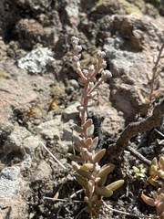Dudleya blochmaniae blochmaniae