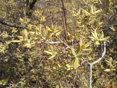 Quercus microphylla