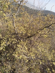 Quercus microphylla