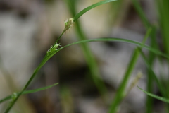 Carex hirtifolia