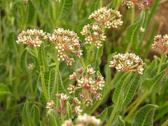 Asclepiadinae