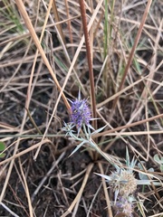 Eryngium ovinum