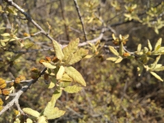 Quercus microphylla