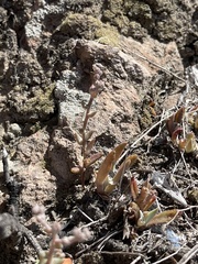 Dudleya blochmaniae blochmaniae