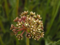Asclepiadinae