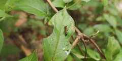 Methocha