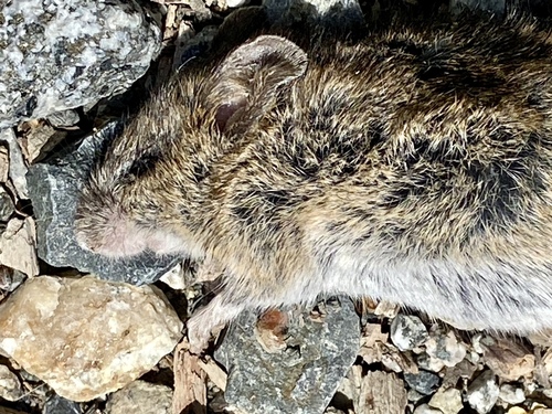 iNaturalist observation photo of Hamsters, Voles, Lemmings, and Allies