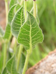 Asclepiadinae