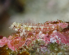 High Hat Triplefin photo 2