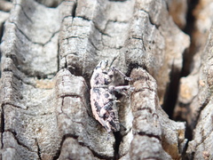 Eudiagogini