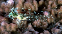 High Hat Triplefin photo 3